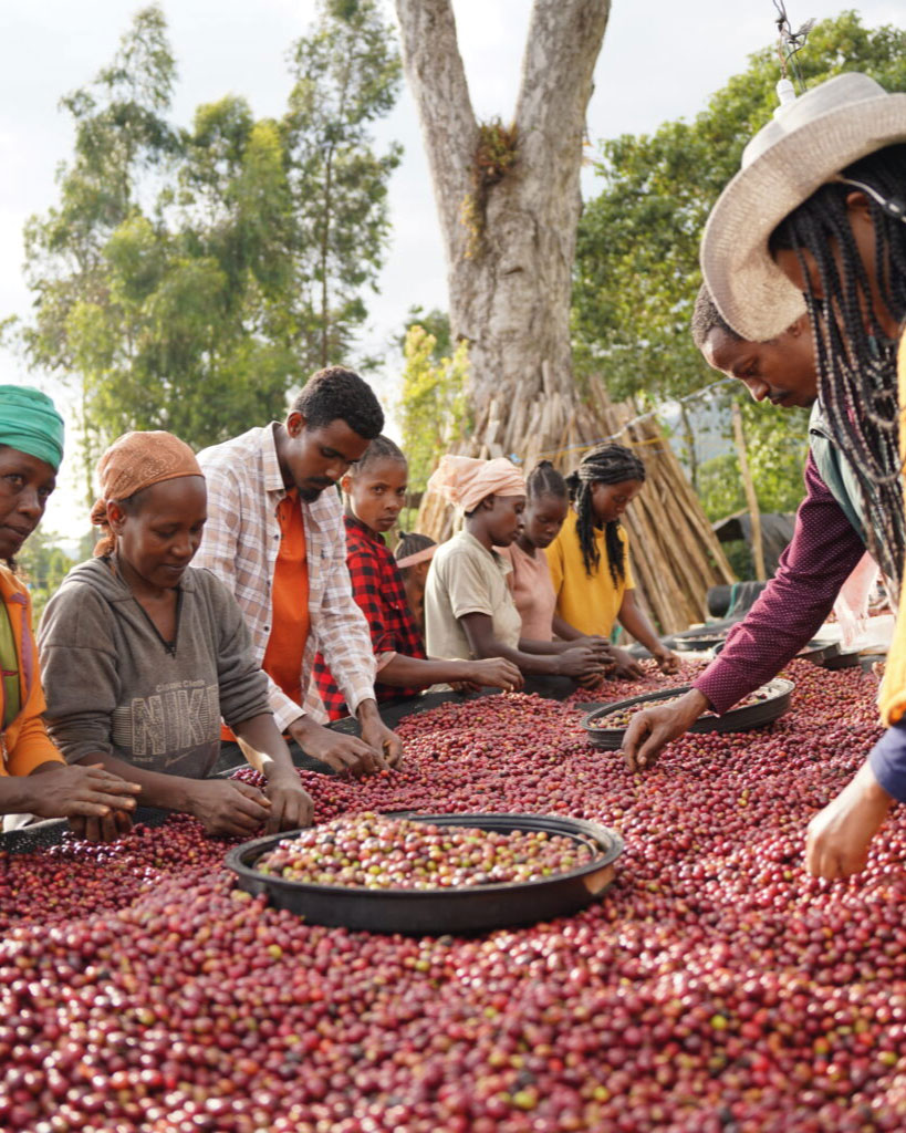 des personnes en train de trier les cerises de café sur des lits africains